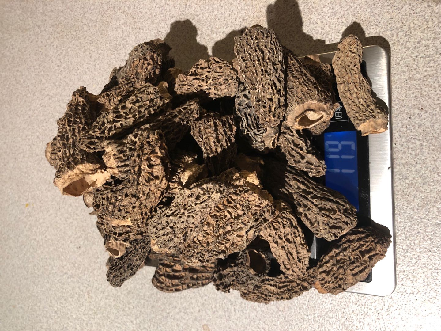 morels.jpg