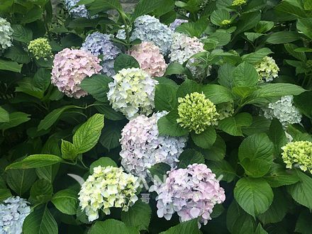 230708115854_PIC_20160604_Hydrangea_macrophylla.jpg