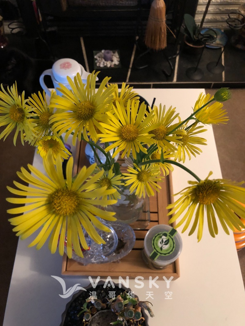 231115225402_YellowFlowers.JPG