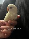 牡丹鹦鹉宝宝找新家