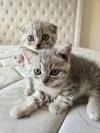 自家大猫生的小猫，银色英短，价格可议