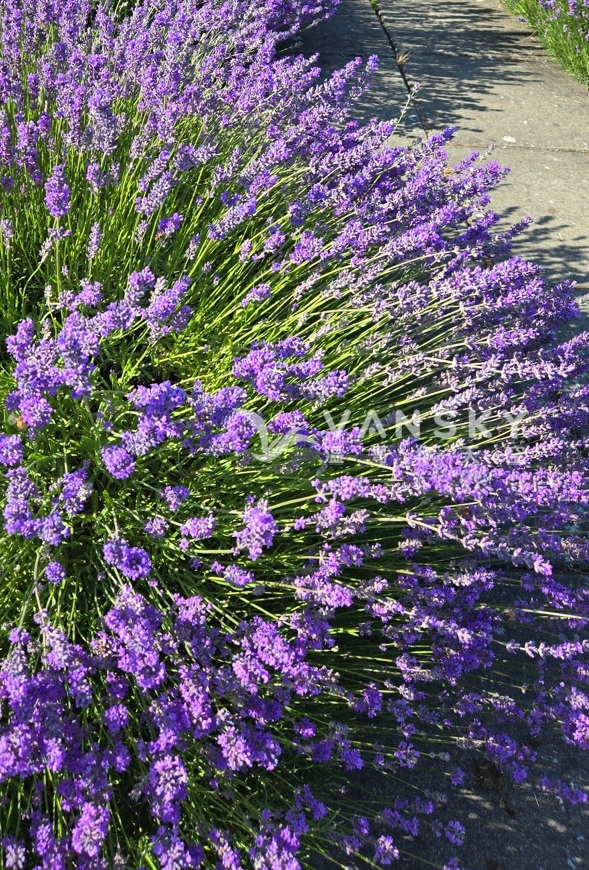 260407191110_Lavender.jpg