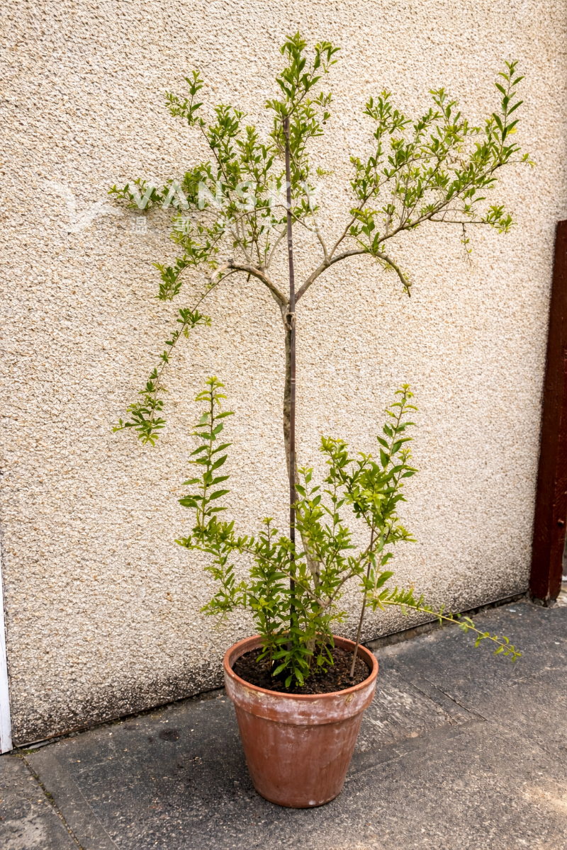 260429232117_IMG_4524rev.png