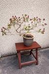 高级盆裁 Bonsai: 杜鵑 Rhododendron( Azalea), 牡丹peony 9