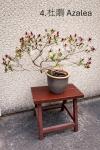 高级盆裁 Bonsai: 杜鵑 Rhododendron( Azalea), 牡丹peony 9