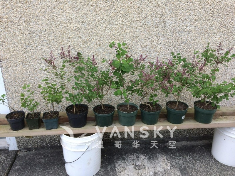 260506082909_Lilac紫丁香花.jpg