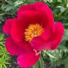 红色牡丹 Red Peony, Golden yellow centered