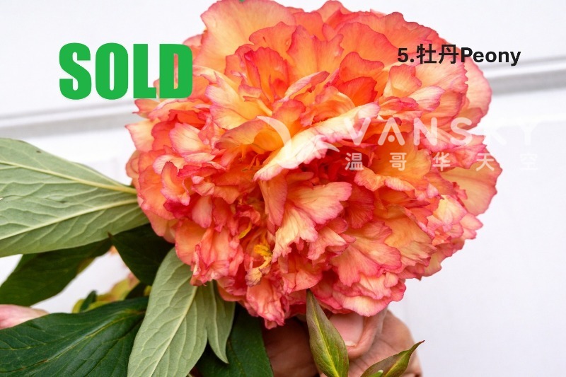 260608000050_IAFE8137ChineseSOLD.JPG