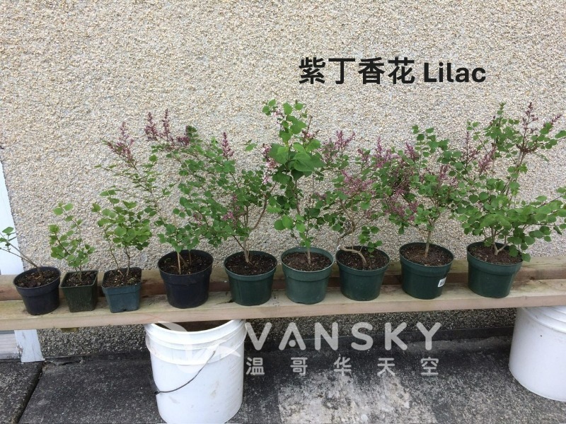 260608002433_Lilac紫丁香花.jpg