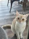 美短小猫兄妹寻找爱心人