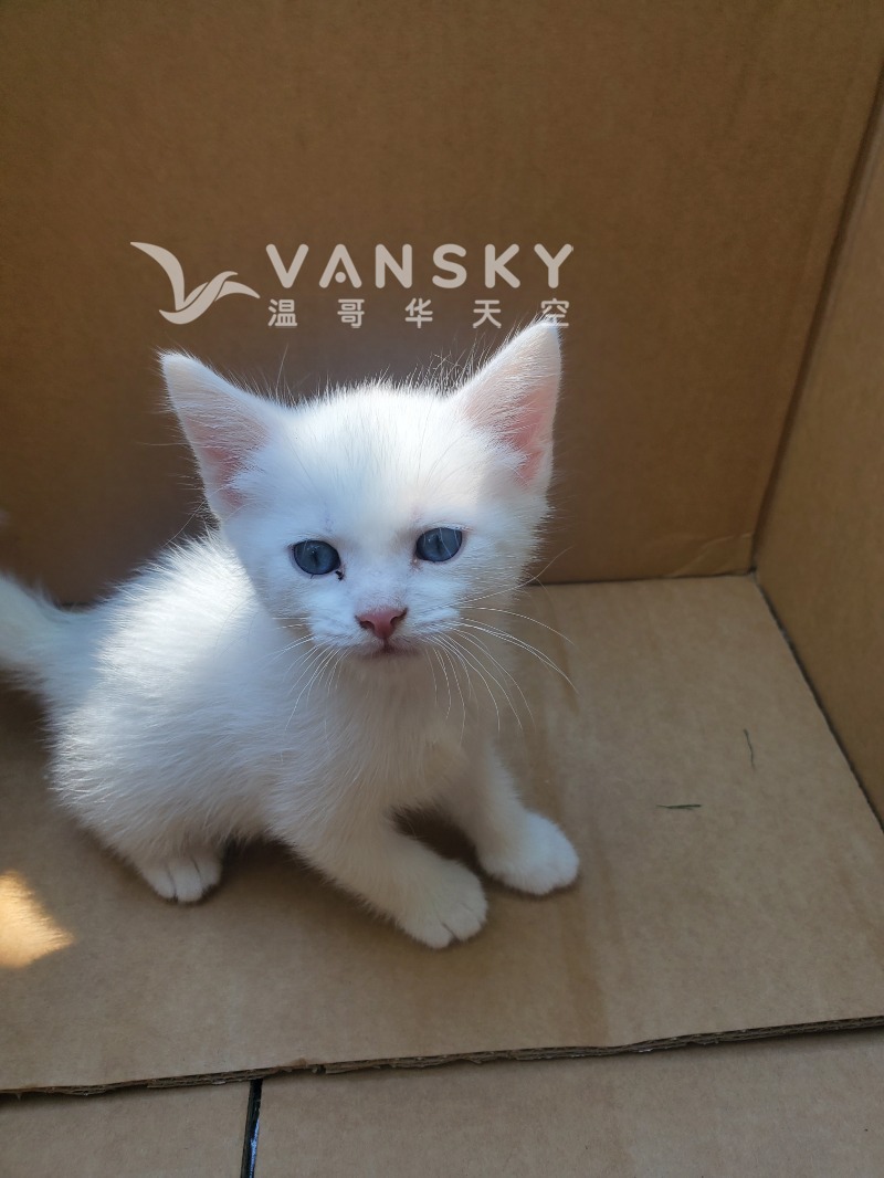 260812150704_cat1.jpg