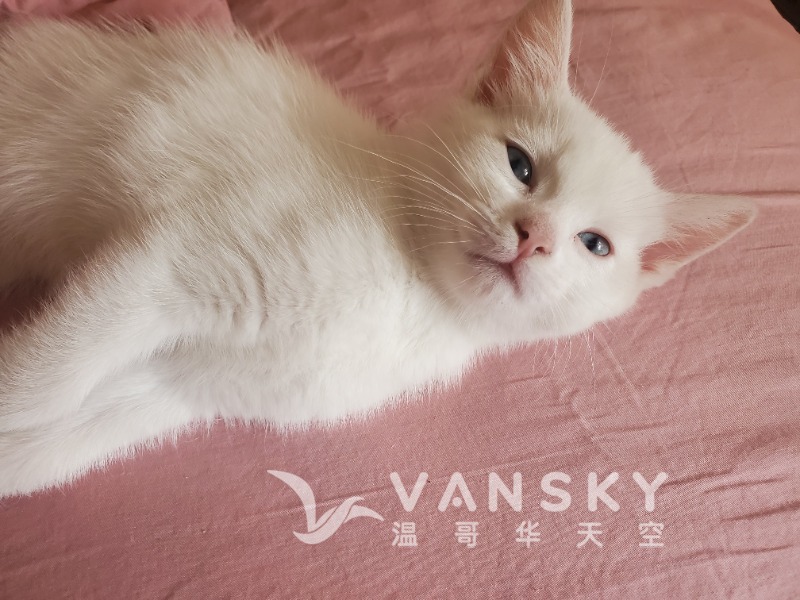 260812150707_cat2.jpg