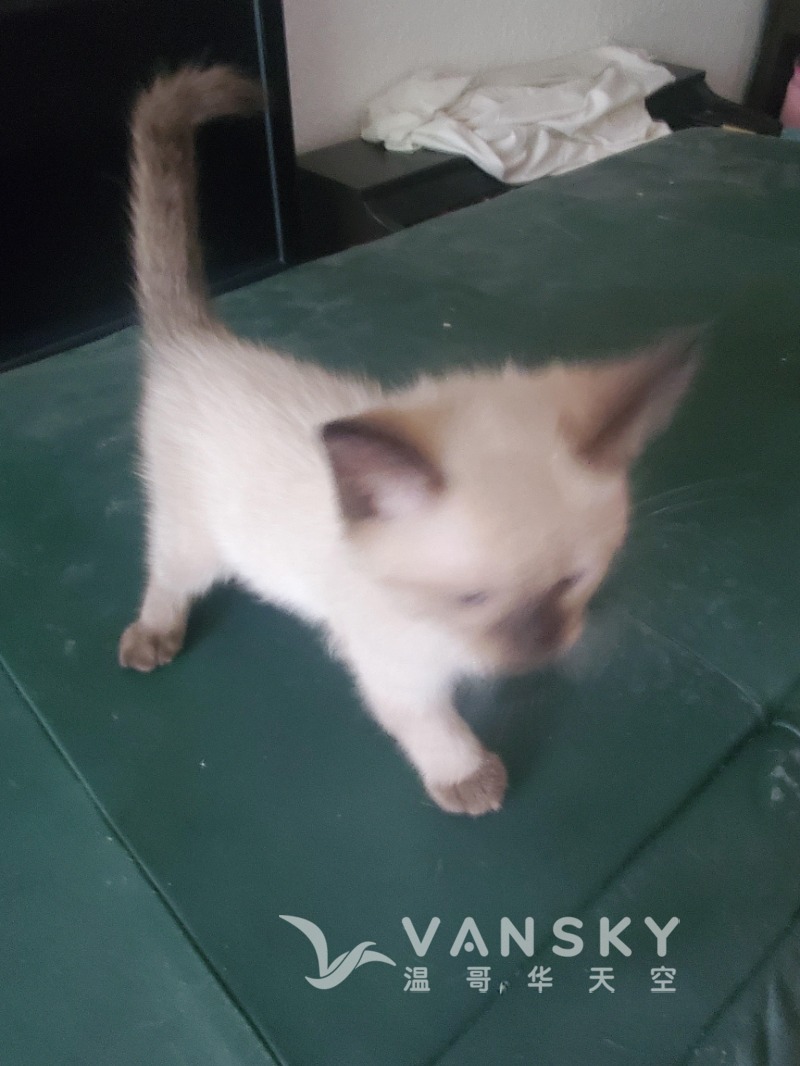 260812150738_cat3.jpg