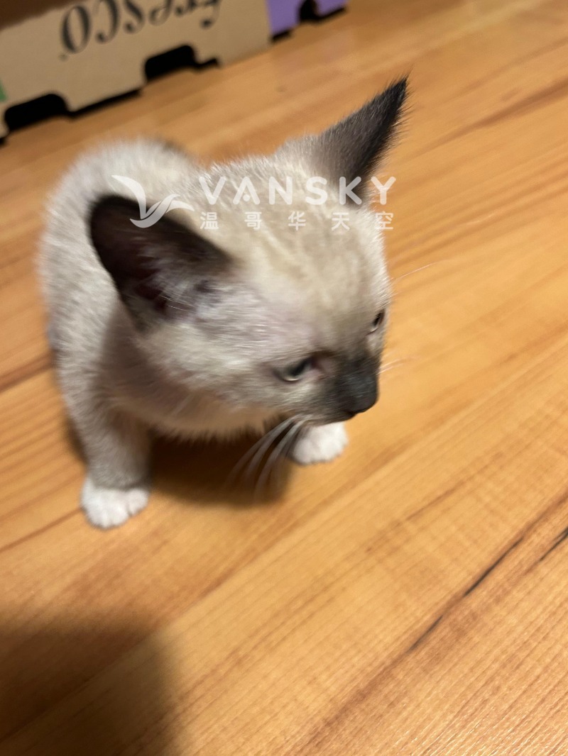 260812151945_cat5.jpg