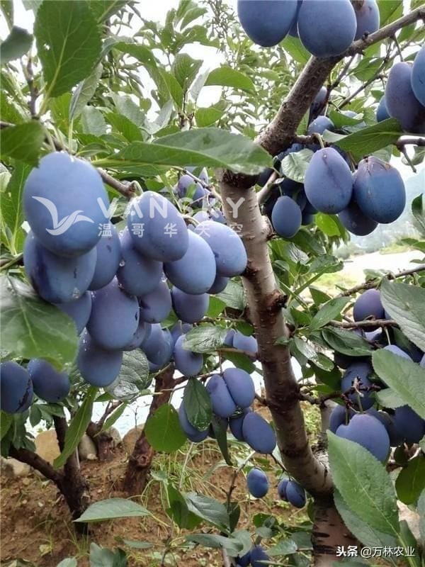 260820231847_plum.jpg
