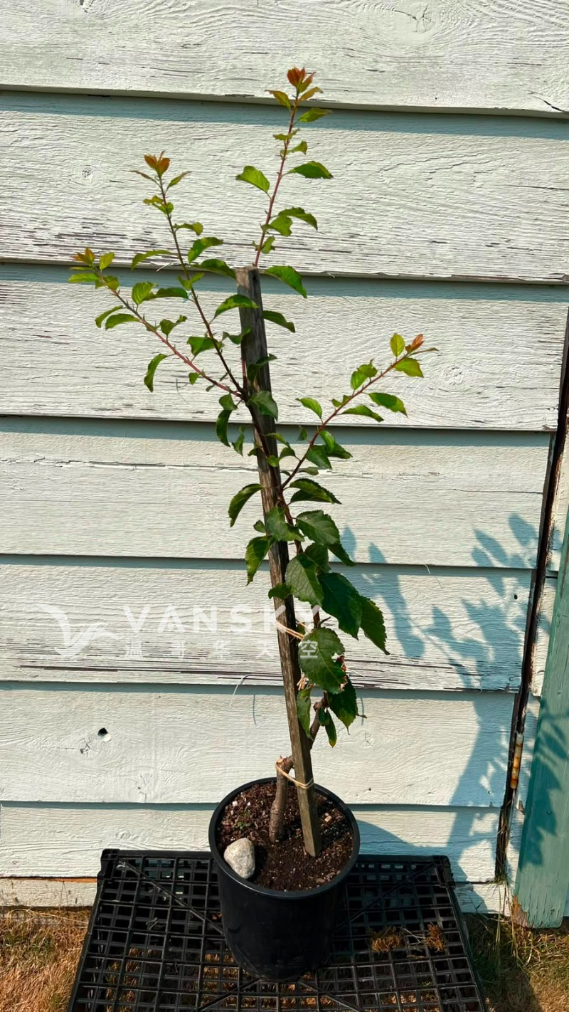 260820231848_plum1.JPG