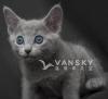 防过敏 8 weeks russian blue kitten kittens 180 dewormed defleaed