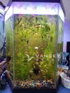 红宝石鱼 Jewel Cichlid Fish- LOTS