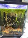 Jewel Cichlid Fish- LOTS