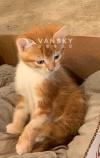 漂亮小猫寻新家