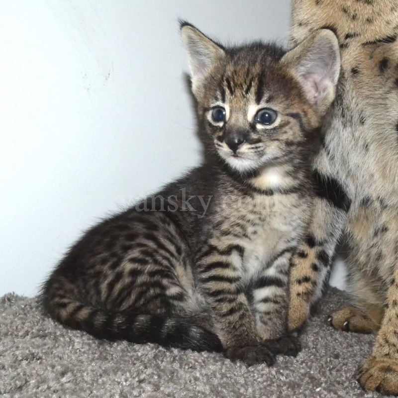 200411234641_f2-savannah-kittens-nadif2l.jpg